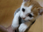 meow__785.gif