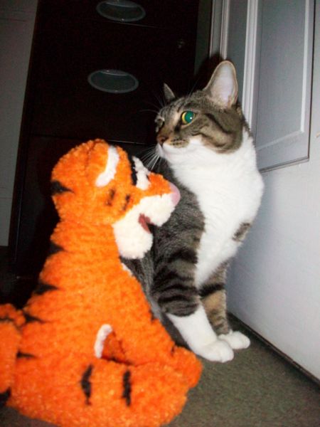 My cat Peanut.jpg