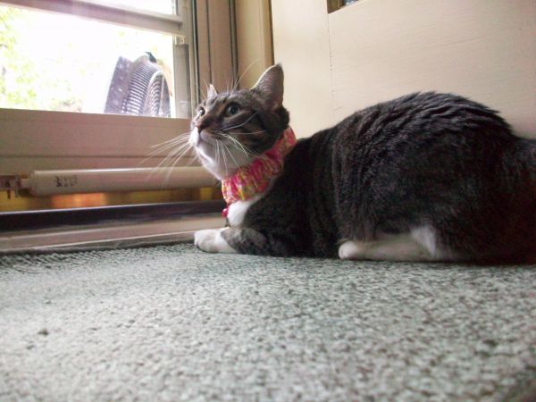 My cat Peanut 2.jpg