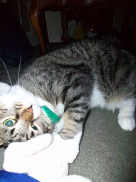 My Cat Peanut 3.jpg