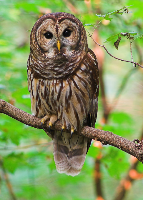 owl.jpg