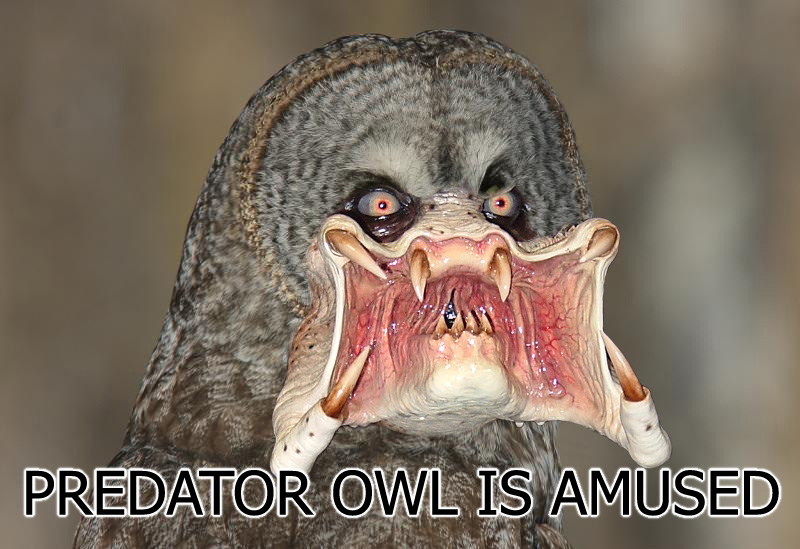 owlpredatoramuseddo9.jpg