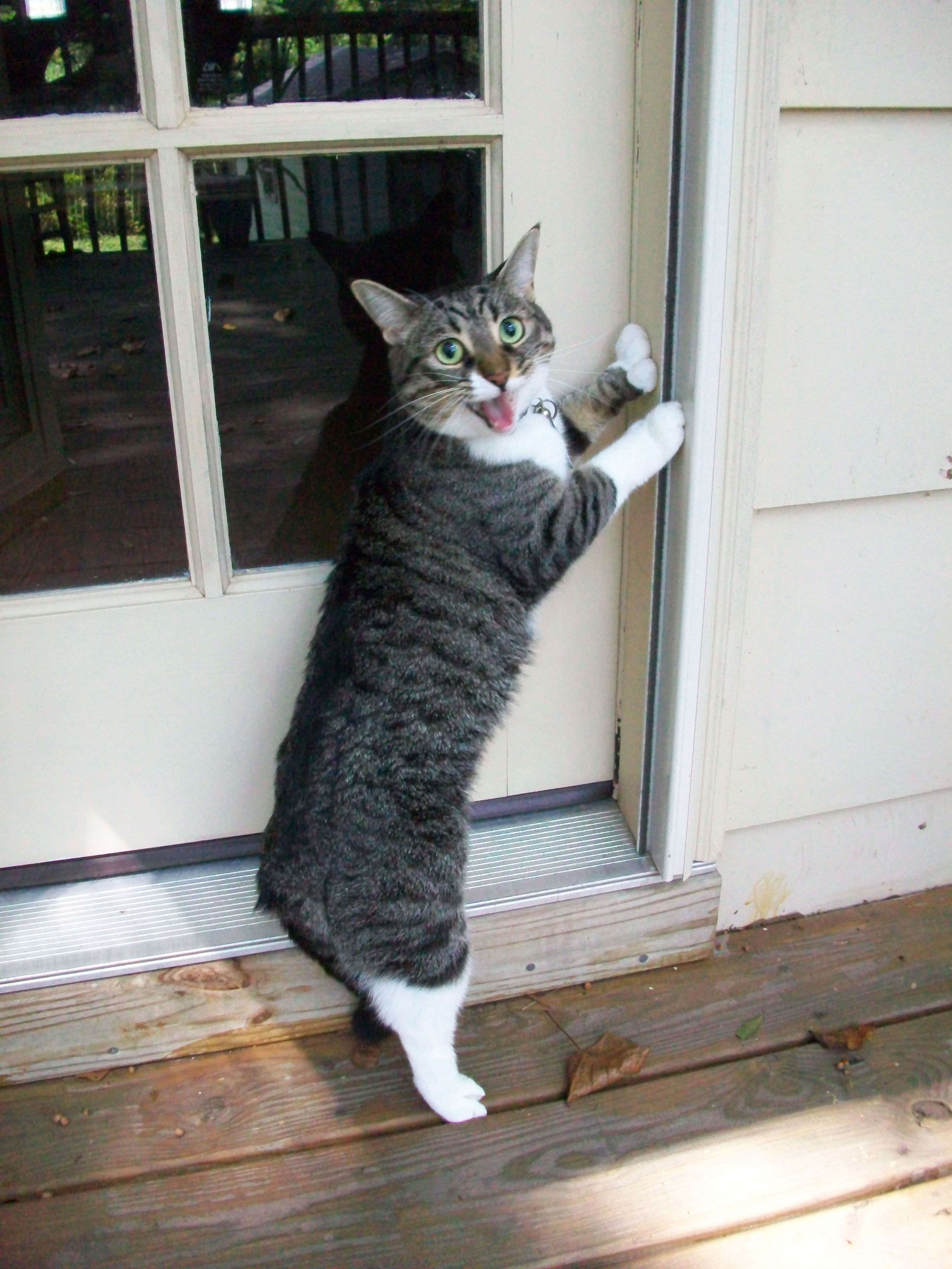 Peanut and such 041.JPG