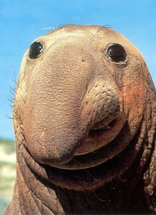 pleased-walrus-is-pleased-2954-1237935579-3.jpg