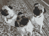 pugheads.gif
