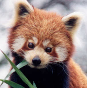 RedPanda.jpg