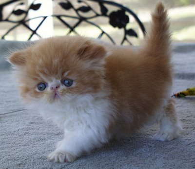 redwhitecat.jpg