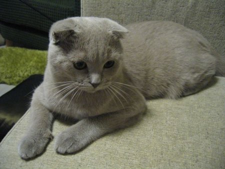 scottish-fold-cat-facts-2.jpg