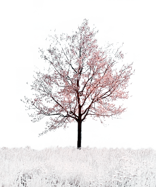 Untitled-1.png