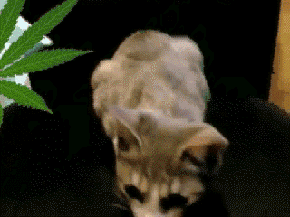 Untitled.gif