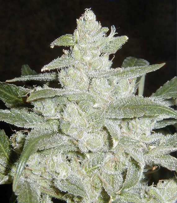 White Widow.jpg
